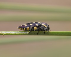 Diphucrania duodecimmaculata