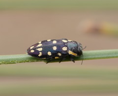 Diphucrania duodecimmaculata