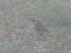 Cinclodes comechingonus