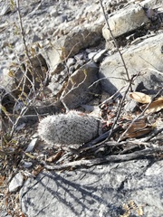 Mammillaria haageana meissneri