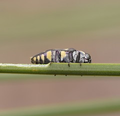 Diphucrania duodecimmaculata