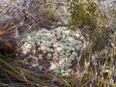 Pulchrocladia ferdinandii