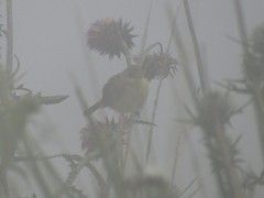 Pseudocolopteryx acutipennis