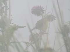 Pseudocolopteryx acutipennis