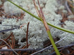 Pulchrocladia ferdinandii