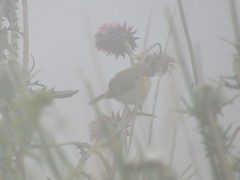 Pseudocolopteryx acutipennis