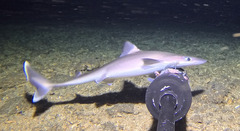 Western Longnose Spurdog photo 1