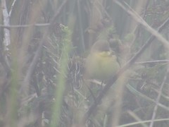 Pseudocolopteryx acutipennis