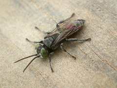 Tachysphex nigerrimus