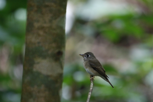 Brown-breasted Flycatcher (Muscicapa muttui), photo 2
