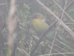 Pseudocolopteryx acutipennis