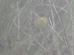 Pseudocolopteryx acutipennis