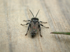 Tachysphex nigerrimus