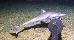 Western Longnose Spurdog photo 2