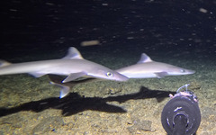 Western Longnose Spurdog photo 3