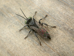 Tachysphex nigerrimus