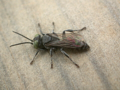 Tachysphex nigerrimus
