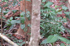 Drypetes lateriflora image
