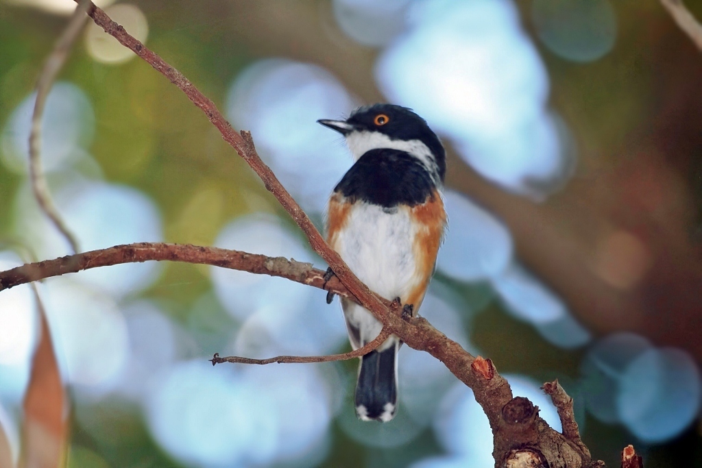 Cape Batis (Batis capensis), photo 4