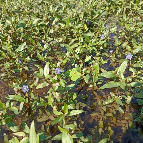 Hydrolea zeylanica observed 2026-02-01