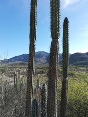 Lemaireocereus hollianus