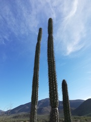 Lemaireocereus hollianus