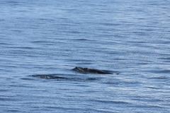 Balaenoptera