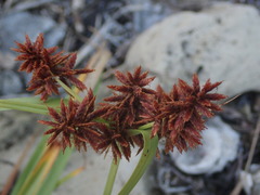 Cyperus planifolius
