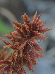 Cyperus planifolius
