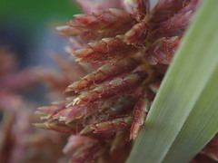 Cyperus planifolius