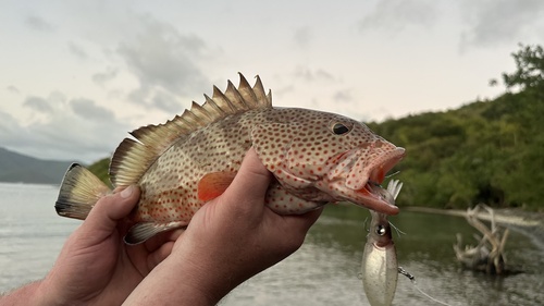 Deady (Epinephelus guttatus) — Serranidae — 2