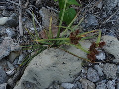 Cyperus planifolius