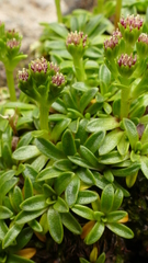 Abrotanella spathulata