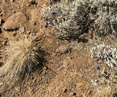 Phrynosoma douglasii
