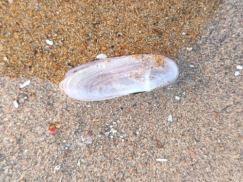 Siliqua pulchella, 2026-02-01