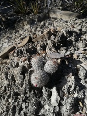 Mammillaria haageana meissneri