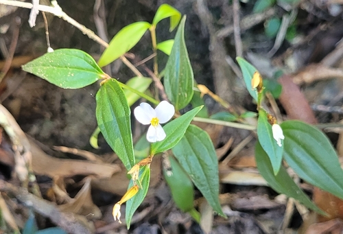Canscora andrographioides (Canscora andrographioides)