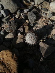 Mammillaria haageana meissneri