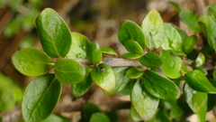 Coprosma ciliata