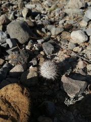 Mammillaria haageana meissneri