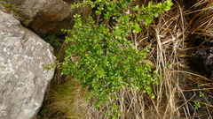 Coprosma ciliata