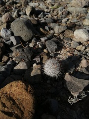 Mammillaria haageana meissneri