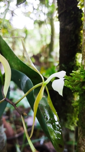 Epidendrum coxianum Rchb.f.