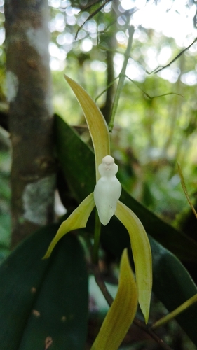 Epidendrum coxianum Rchb.f. 2