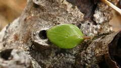 Coprosma ciliata
