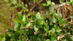 Coprosma ciliata