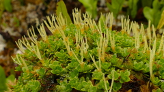 Coprosma perpusilla subantarctica