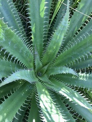 Eryngium serra