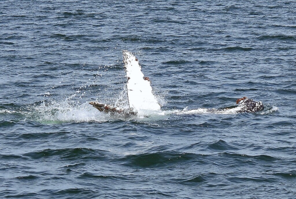 Southern humpback whale