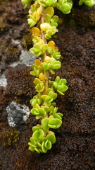 Coprosma perpusilla subantarctica